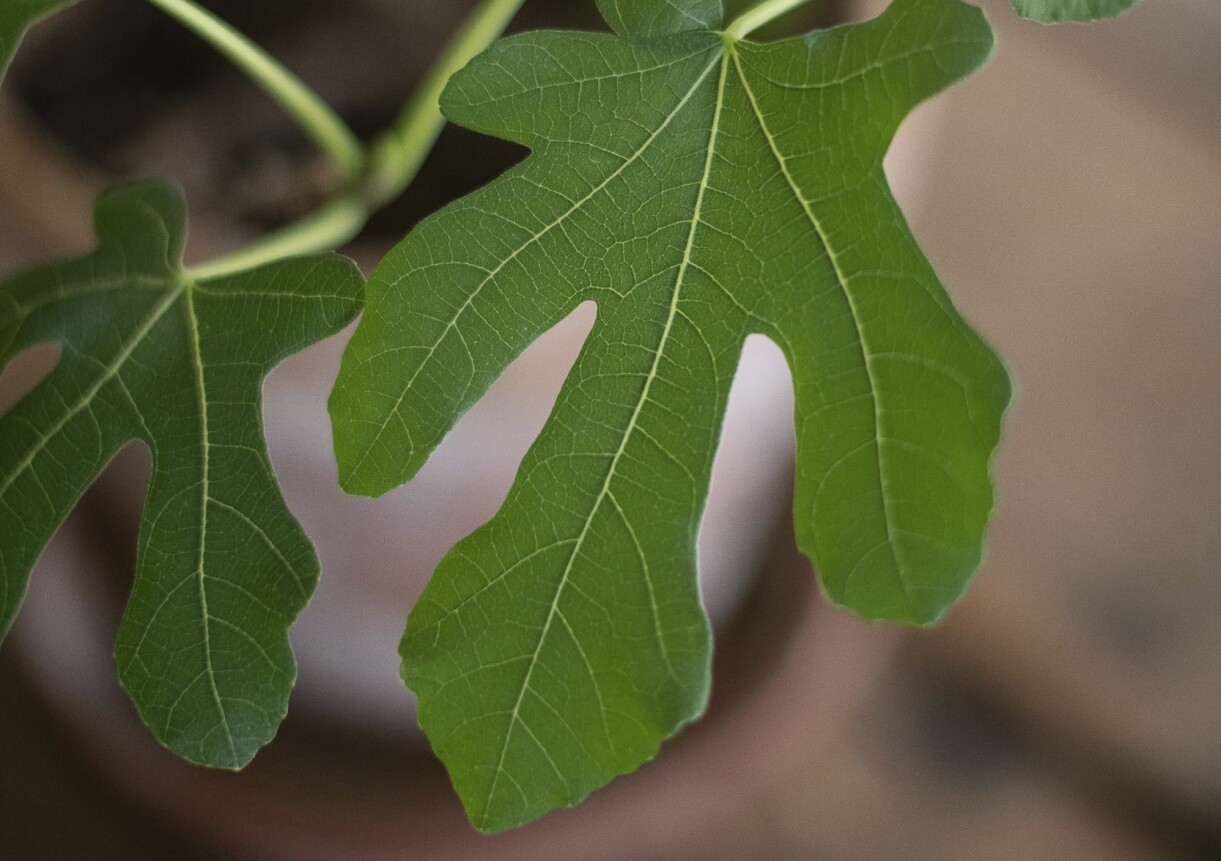 Stora blad på ett fikonträd.