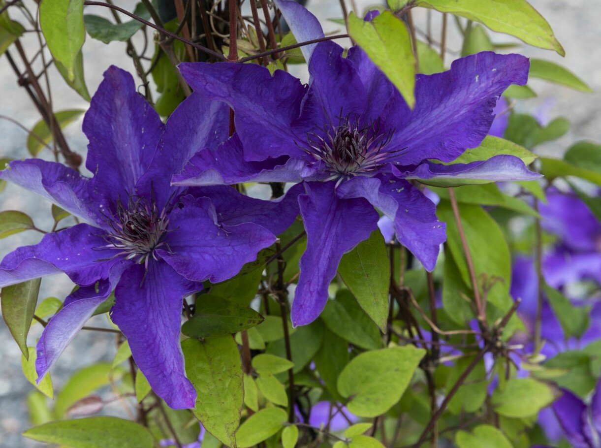 Den storblommiga 'The President' ger en tidig blomning i juni-juli och en senare i augusti-september. Storblommig klematis 'The President'.
