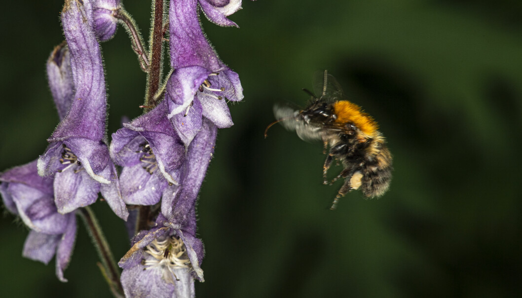 Vacker att se på men giftig. Stormhatten är en av flera växter i den toxiska floran. Stormhatt-giftig blomma