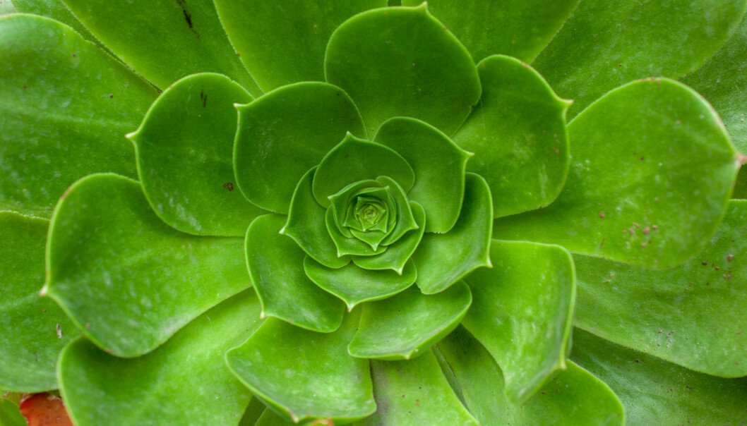 Succulent 'Hercules'