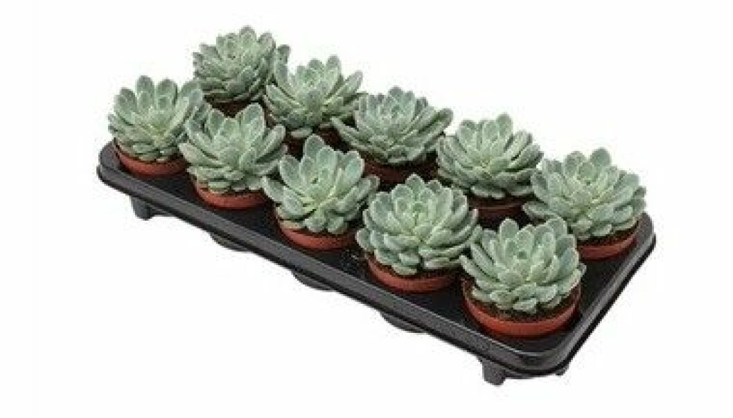 Succulent Aurora är trendig 2020