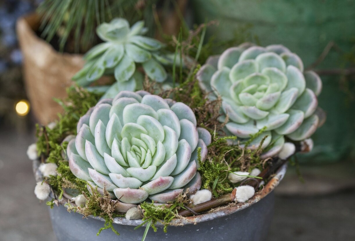Succulenter i kruka till jul.