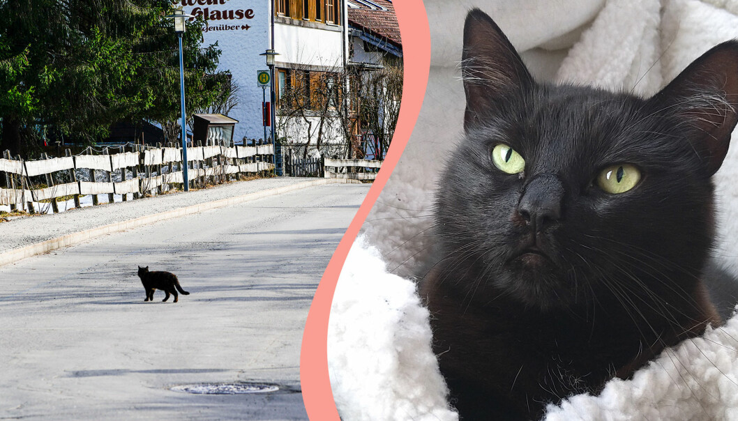 Till vänster, katt går över vägen, till höger, katten Diva.
