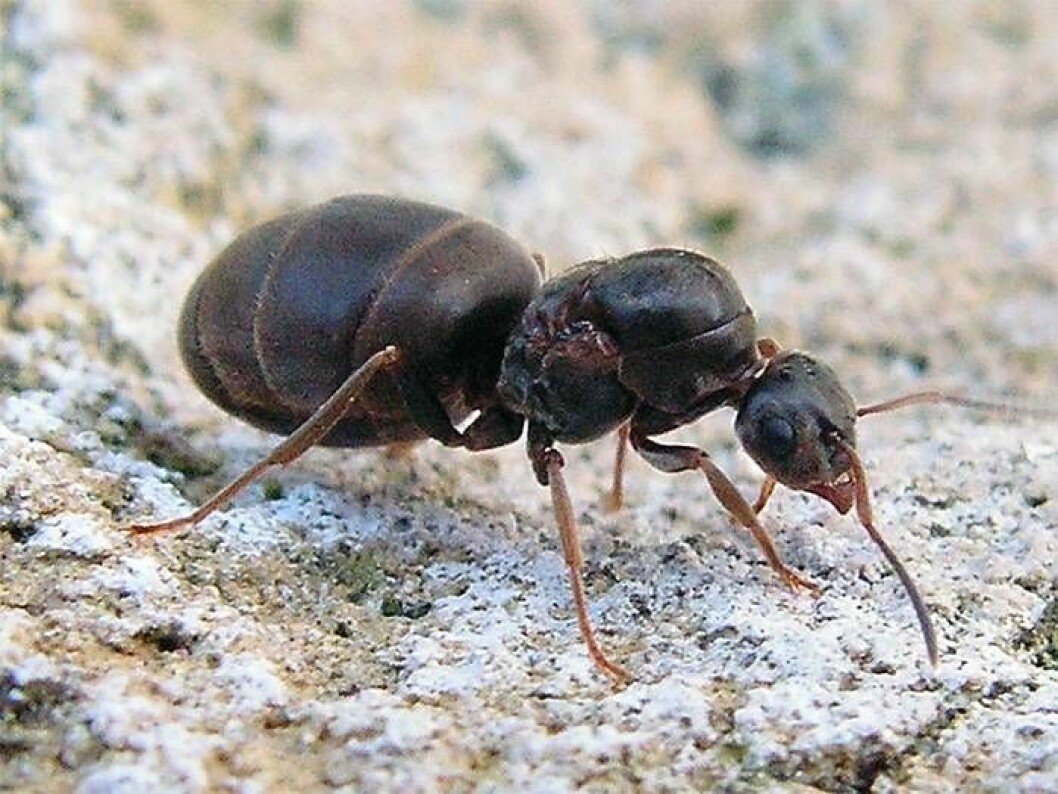 Svartmyra. Foto: <a href="https://commons.wikimedia.org/wiki/File:Lasius_Niger_wingless_queen.jpg" target="_blank" rel="noopener">Wikimedia</a> Svartmyra. Foto: Wikimedia