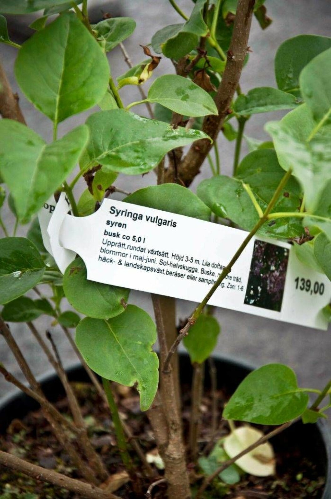 Tydliga etiketter med information bör man kräva som konsument. Foto: Anni Jähde, Karin Elmberg Motstå frestelsen att köpa en planta som inte passar där du vill ha den.