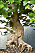 Synliga rötter är en viktig detalj på en bonsai. Det får man fram genom att man årligen
klipper de djupaste rötterna och kortar sugrötterna under de första åren. Pålrötterna som
går på djupet behövs inte på en bonsai utan tas succesivt bort helt.