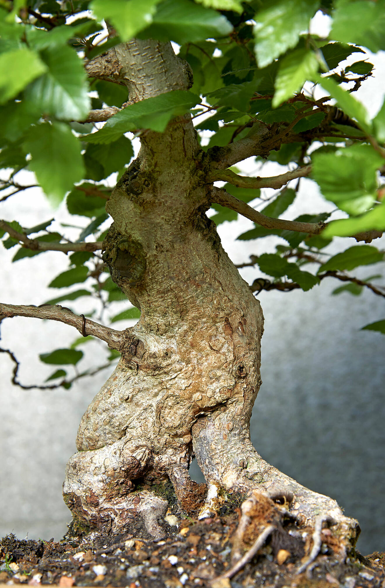 Synliga rötter är en viktig detalj på en bonsai. Det får man fram genom att man årligen
klipper de djupaste rötterna och kortar sugrötterna under de första åren. Pålrötterna som
går på djupet behövs inte på en bonsai utan tas succesivt bort helt.
