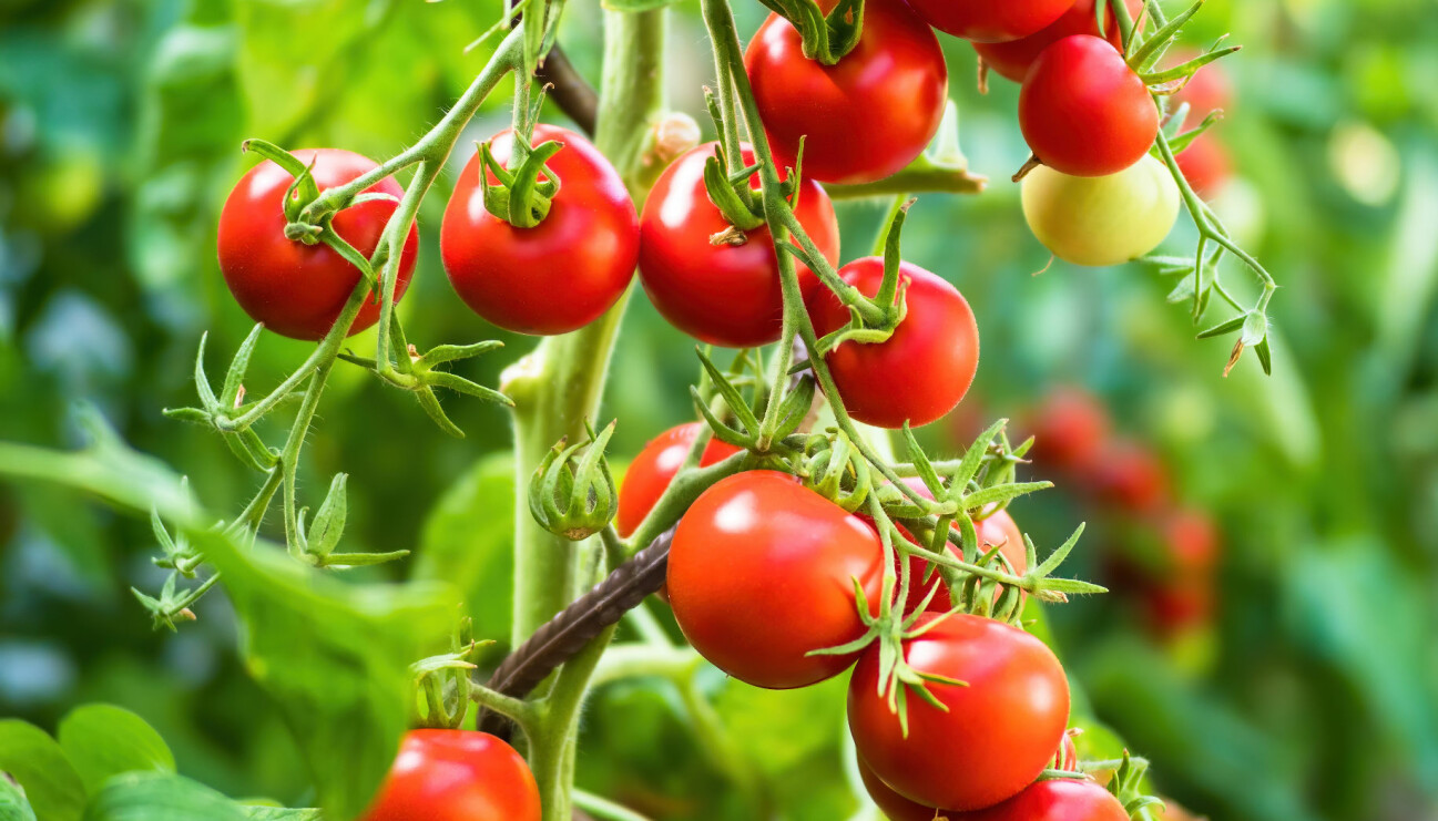 Lär dig ta fröer eller sticklingar från en tomatplanta.