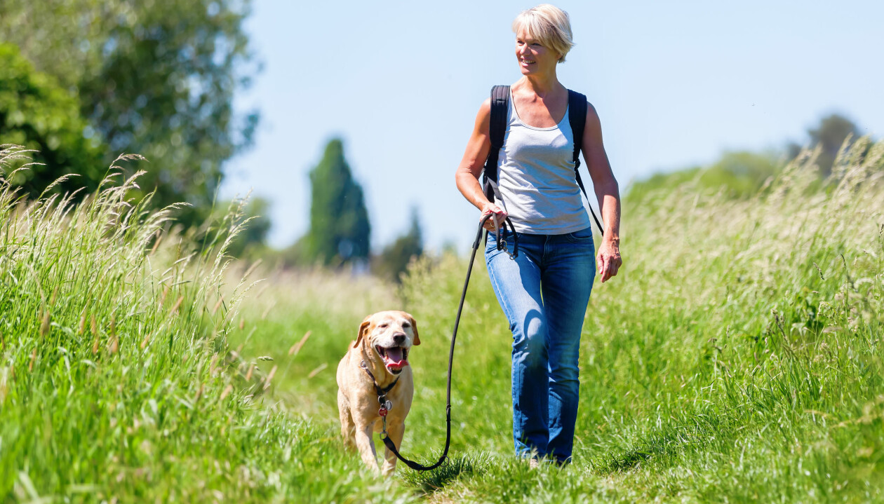 Ta det lugnt med hundpromenaderna varma dagar, speciellt mitt på dagen. Foto: Shutterstock/TT Ta inte långa promenader när det är varmt.