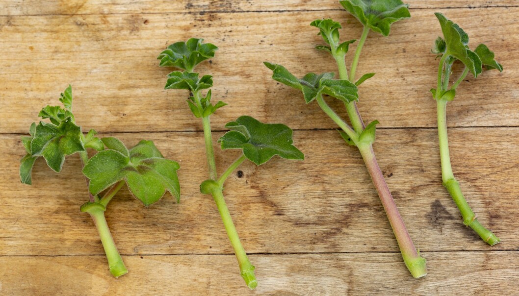 Lagom stora pelargonsticklingar.