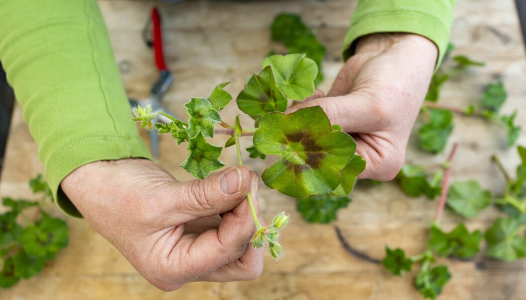 Ta bort blomknopparna på pelargonsticklingen.