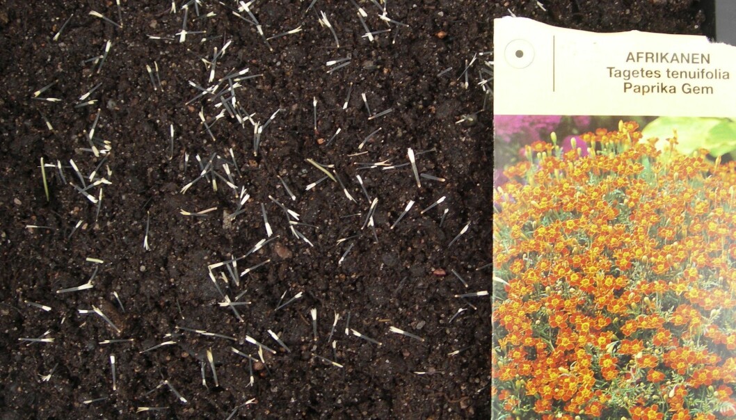 Tagetes 'Paprika Gem' satta i ett tråg.