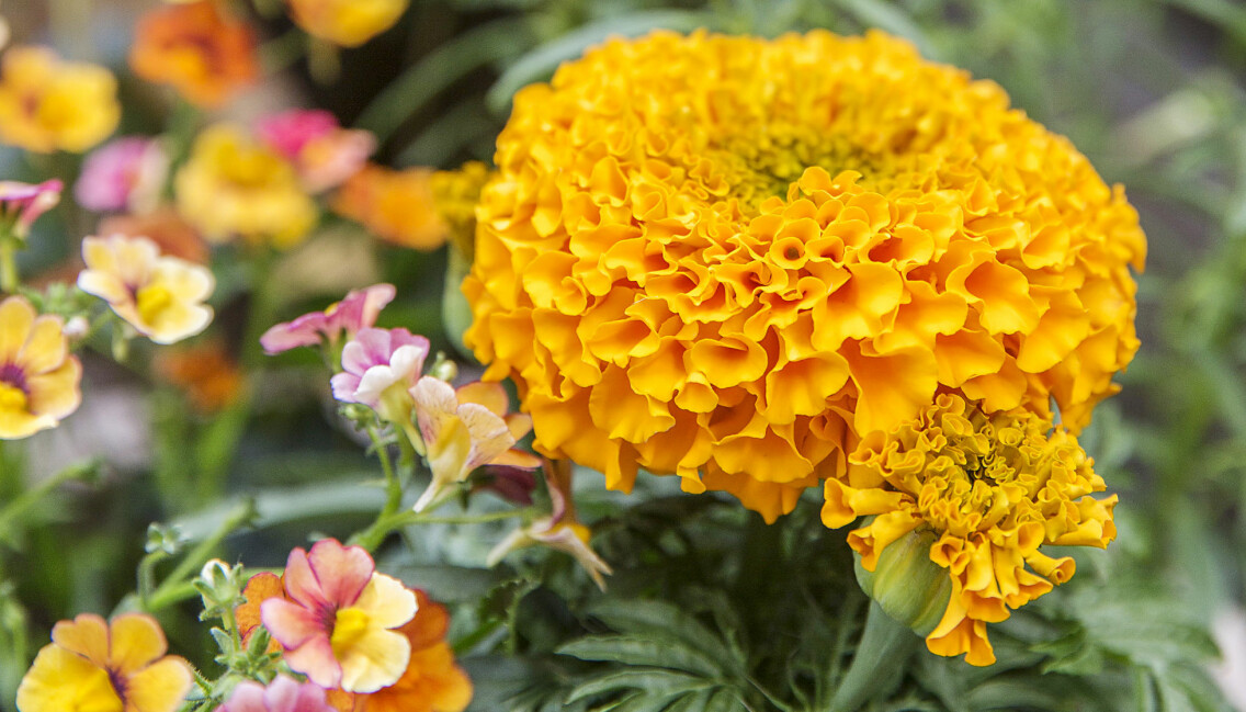 En orange tagetes blommar på uteplatsen.
