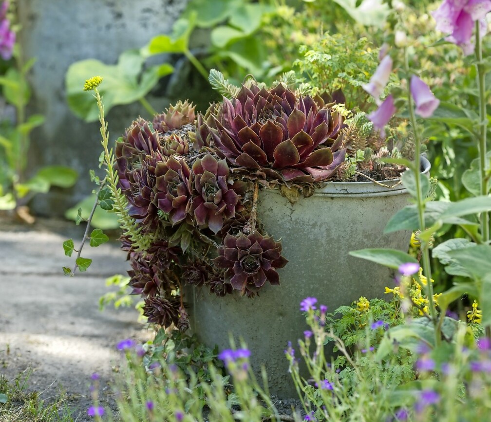Anna-Karin har alltid älskat att odla i krukor. Här är det lättskött taklök som rinner över kanten på en gammal zinkhink, omgiven av rosa fingerborgsblommor. Taklökar är lättskötta i kruka.