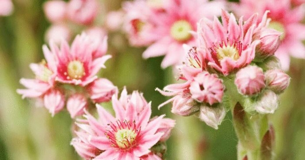 Plötsligt skjuter en kraftig stjälk upp från bladrosetten och taklöken börjar blomma! Blommorna är rosa, purpurfärgade, vita eller gula. Foto: IBL Plötsligt skjuter en kraftig stjälk upp från bladrosetten och taklöken börjar blomma! Blommorna är rosa, purpurfärgade, vita eller gula.
