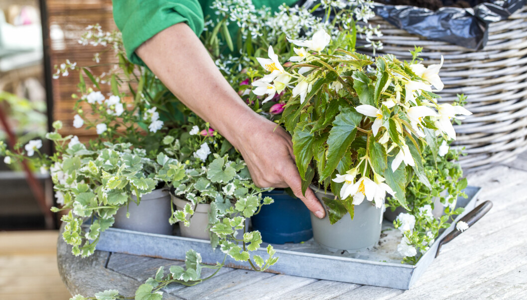 Tänk igenom dina växtinköp så du får någon hängande och något högre. Dessutom växter som är varandras kontraster i blommornas form, till exempel storblommigt till något skirt och sirligt.