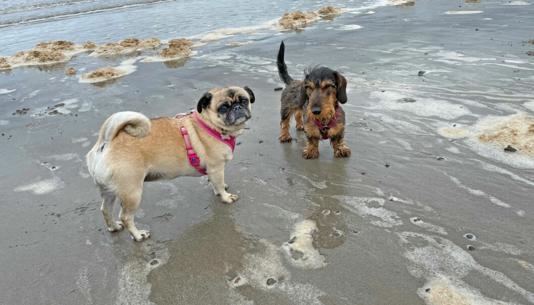 Taxen Peps och mopsen Voff på en sandstrand.