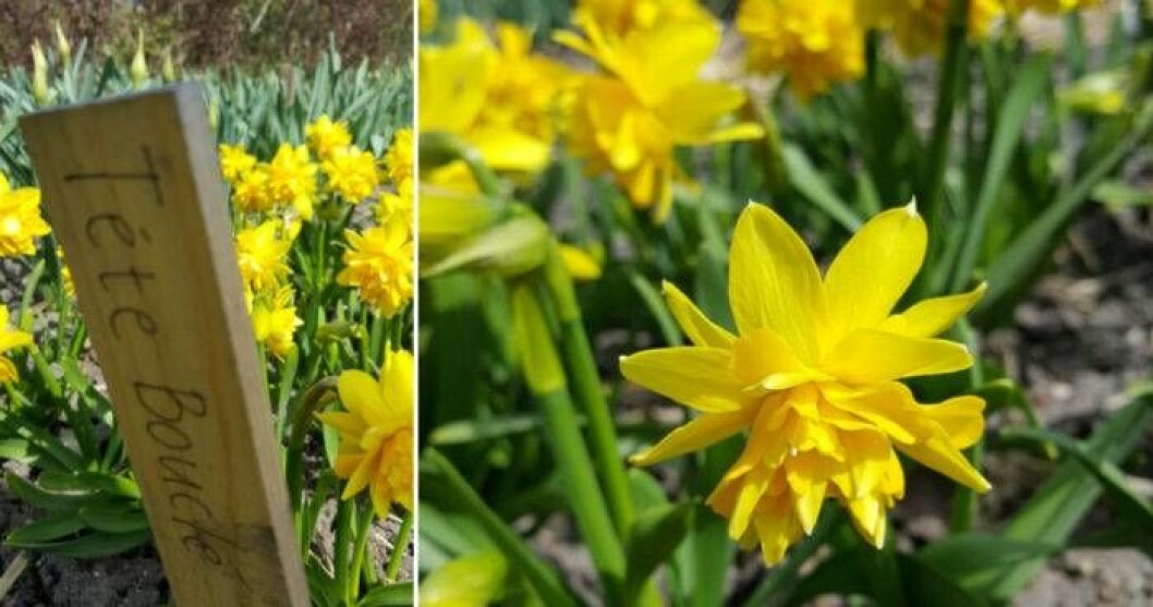 Narciss av arten ”Téte Bouclé” blommar för fullt i Malmös Slottsträdgård.