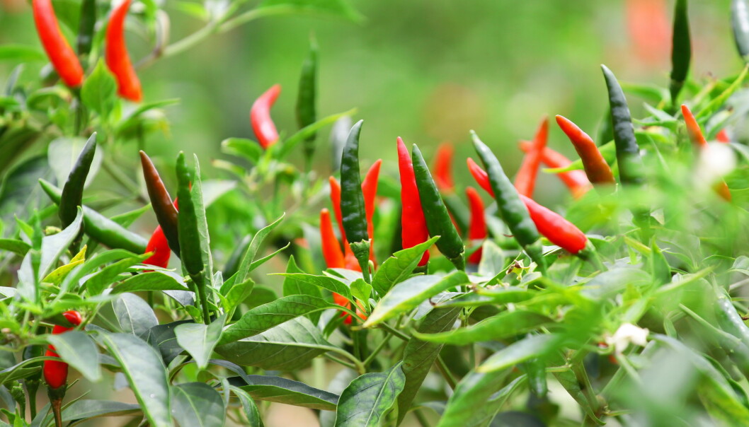 Thai chili planta.