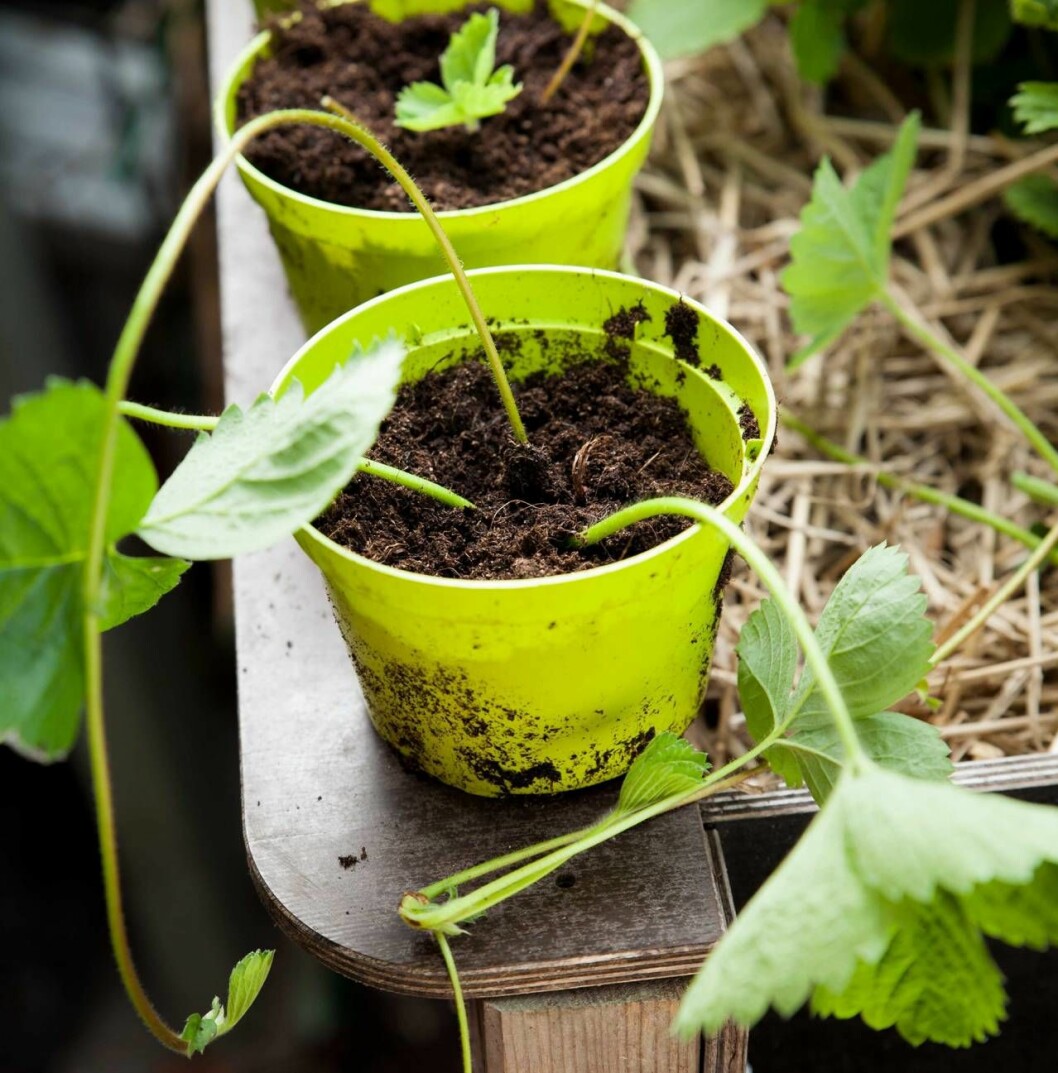 Föröka dina jordgubbar genom att ta tillvara de revplantor som bildas. Jordgubbar ska helst förnyas och byta plats vart tredje år. Jordgubbsplantor i krukor