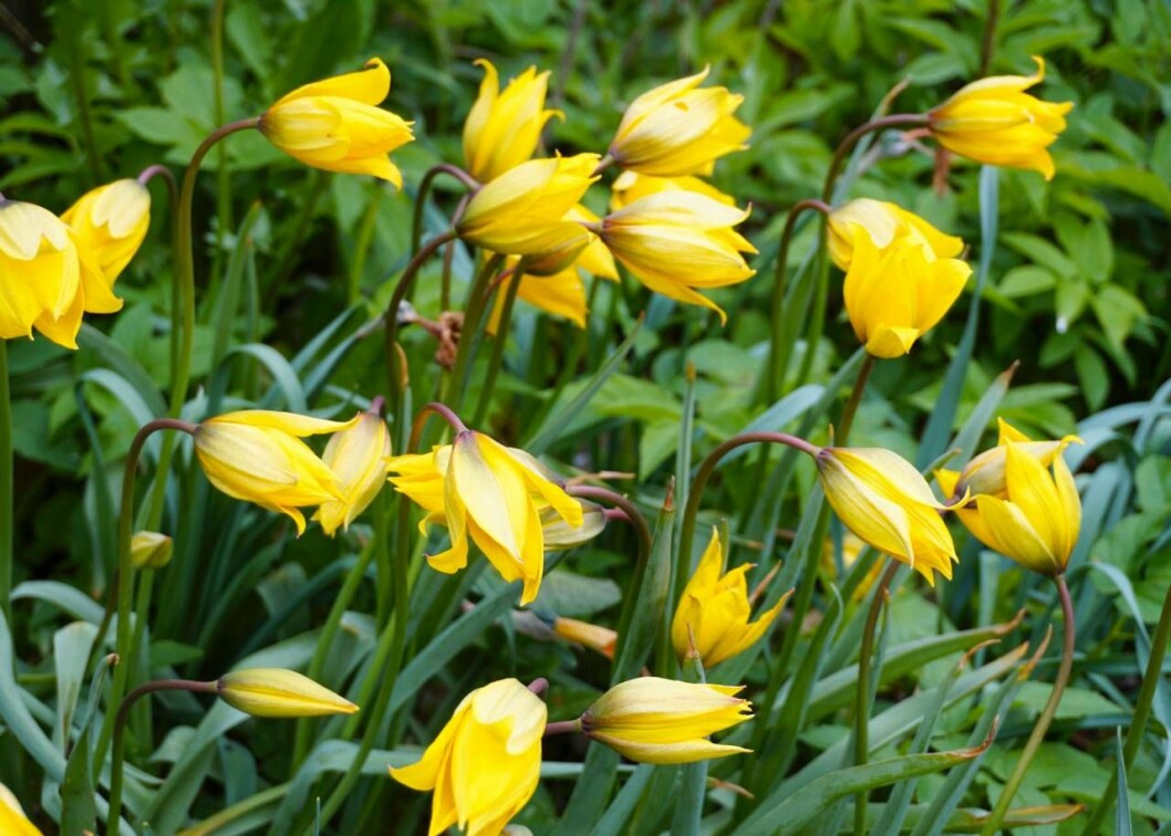 Den här söta vildtulpanen, Tulipa sylvestris, kan du nu ha i din trädgård. Blommar ganska sent. Vildväxande på Gotland, Öland och i Skåne. Narciss och Tulpan. Tulipa sylvestris