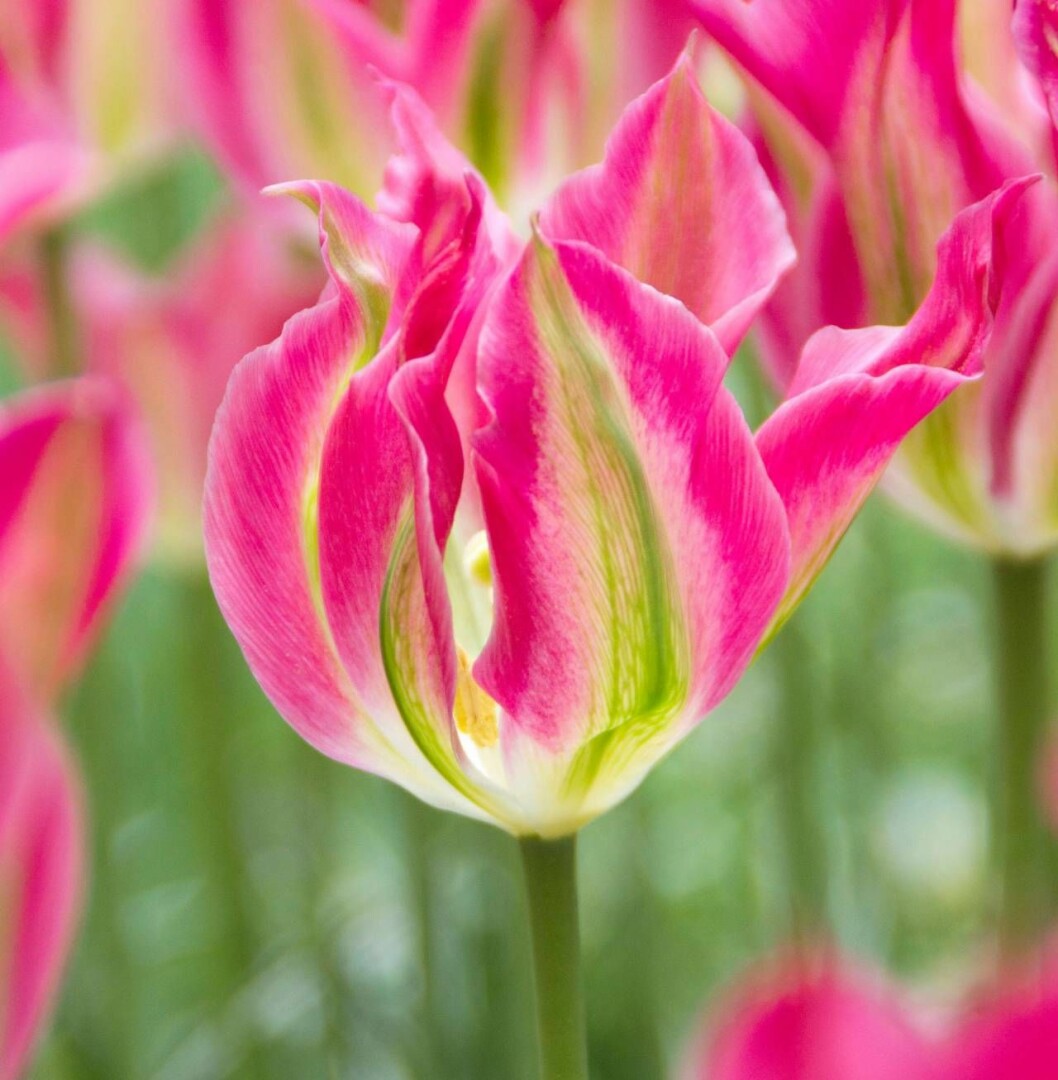 Läckra viridifloratulpanen ’Virichic’ med vågade kronblad. Den gröna strimman är kännetecken för den här typen av tulpan. Wexthuset. Viridifloratulpanen ’Virichic’