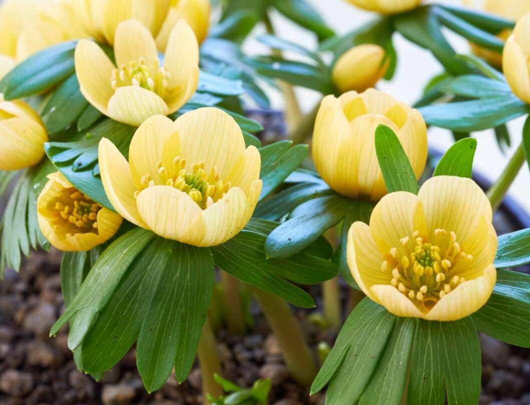 Vintergäcken ’Schwefelglanz’ blommar tidigt med halmgula blommor och blir upp till 5 cm hög. Lökar och Knölar. Vintergäcken