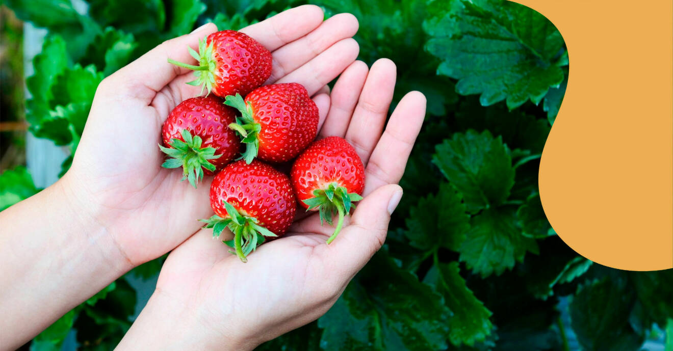 Tips för att odla jordgubbar.