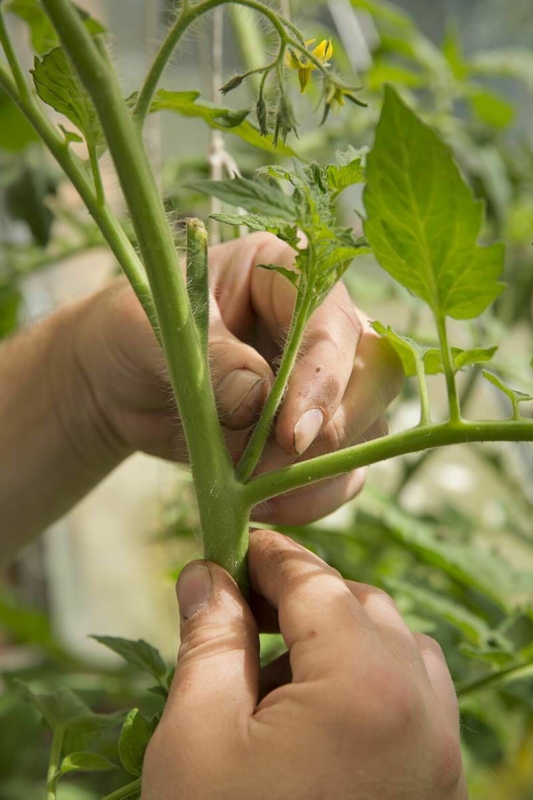 tar bort tjuvar på tomatplanta
