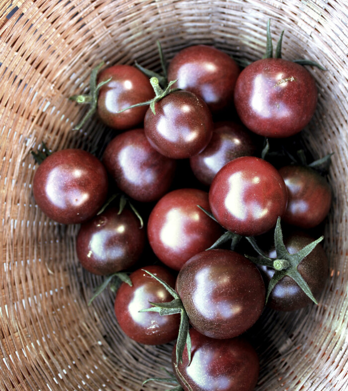 Körsbärstomaten Sweet Black Cherry.