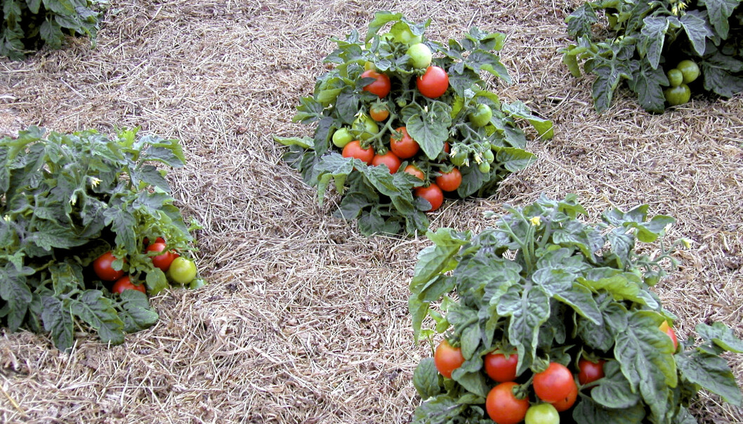 Den lilla tomaten Tiny Tim.