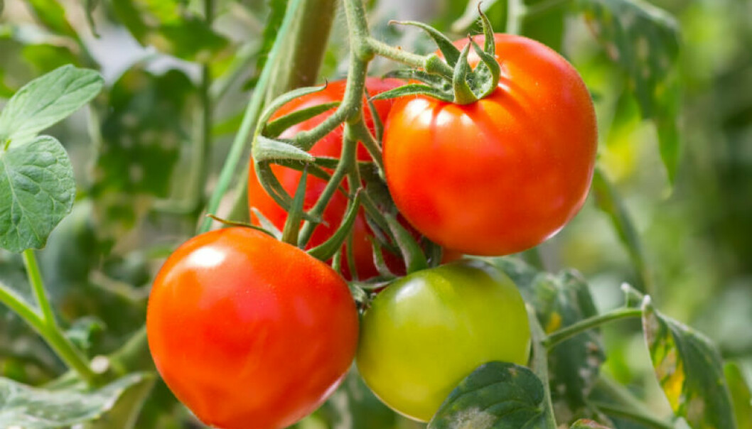 odla tomater