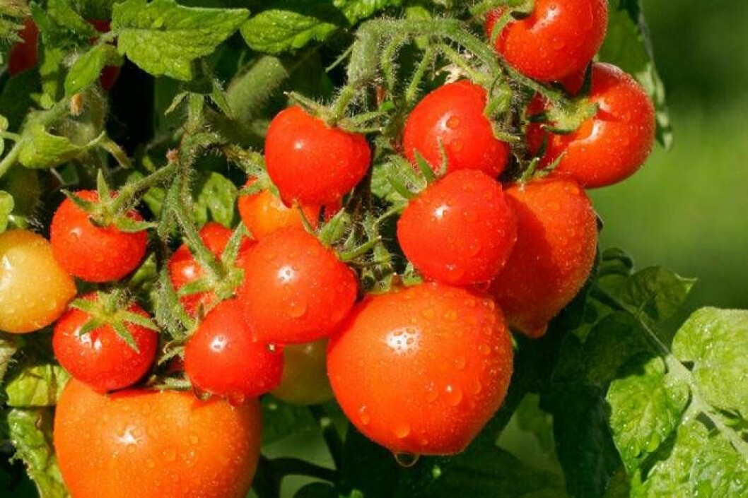 Vackra tomater på planta.