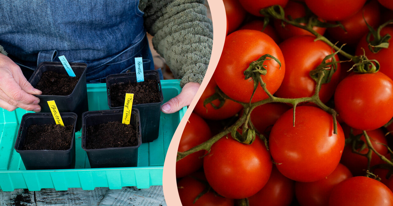 Tomater som planterats i små krukor och fullvuxna tomater redo att ätas.