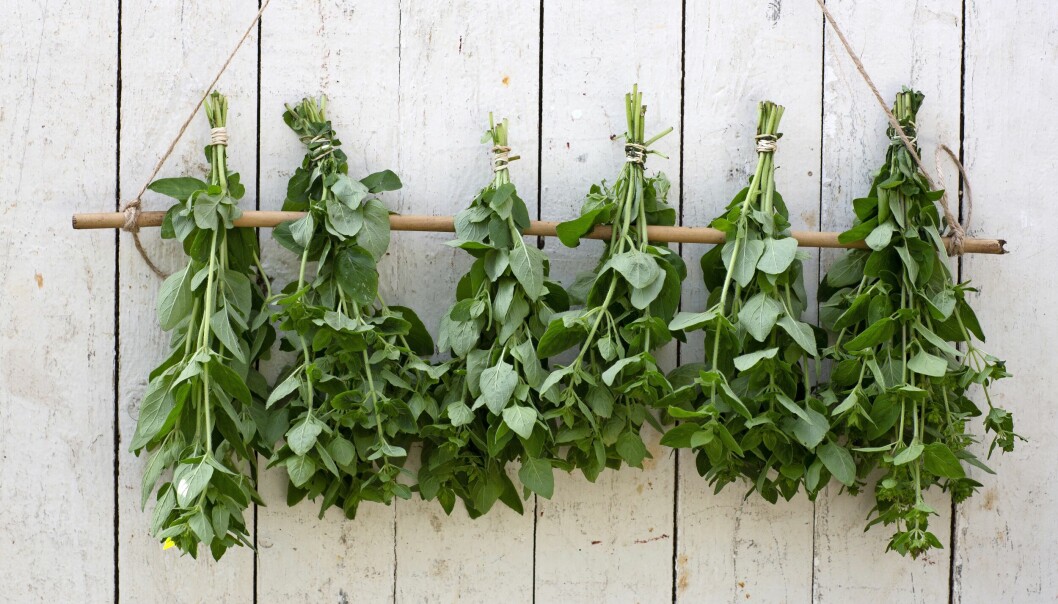 Oregano får mer smak när den torkats. Det är bra att torka örter hängande i små buketter. Och eftersom de torkade kvistarna krymper är gummiband bästa valet för att binda ihop buketten. Torkad oregano.