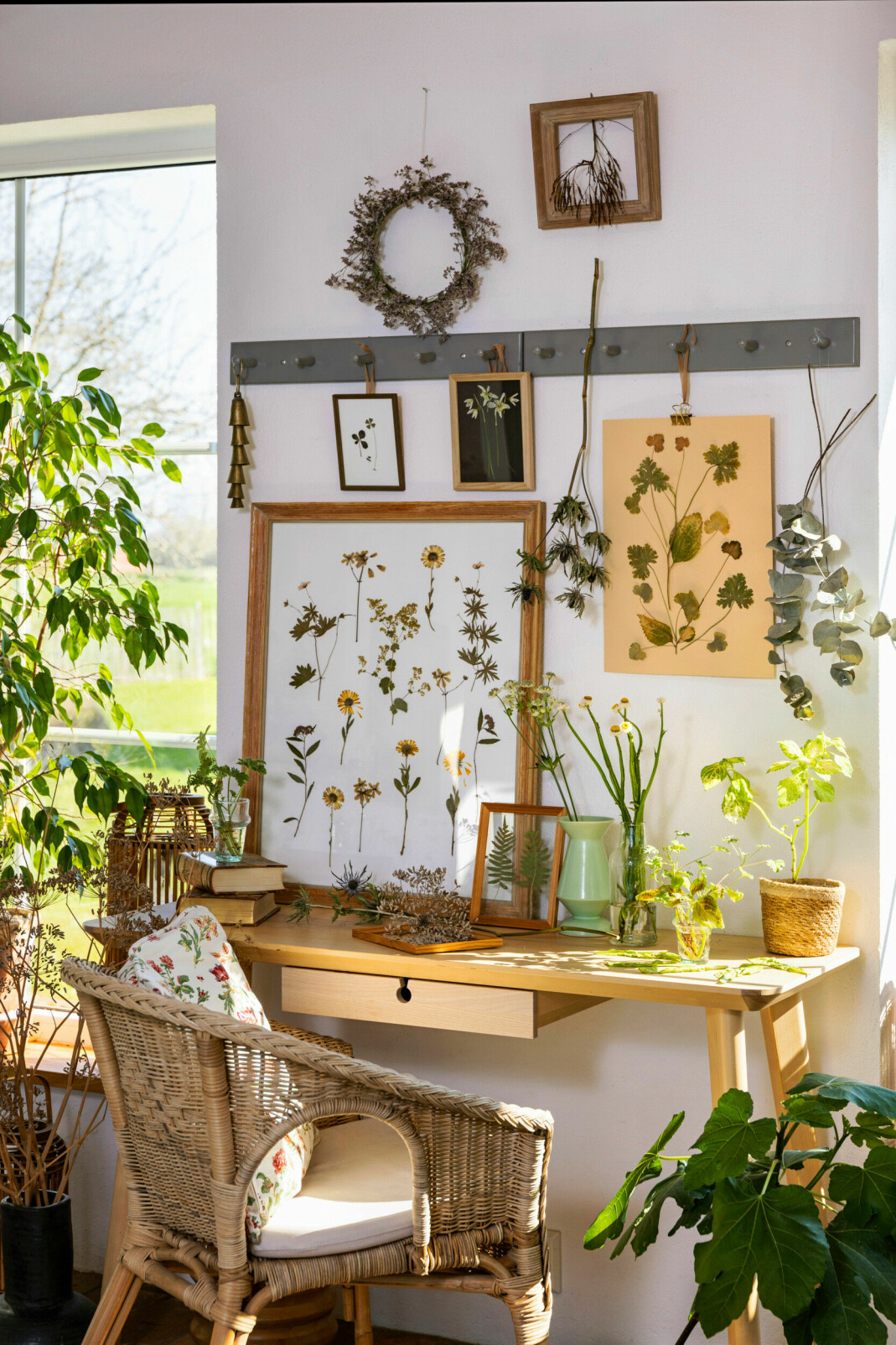 Torkade blommor och växter pryder väggen framför ett skrivbord
