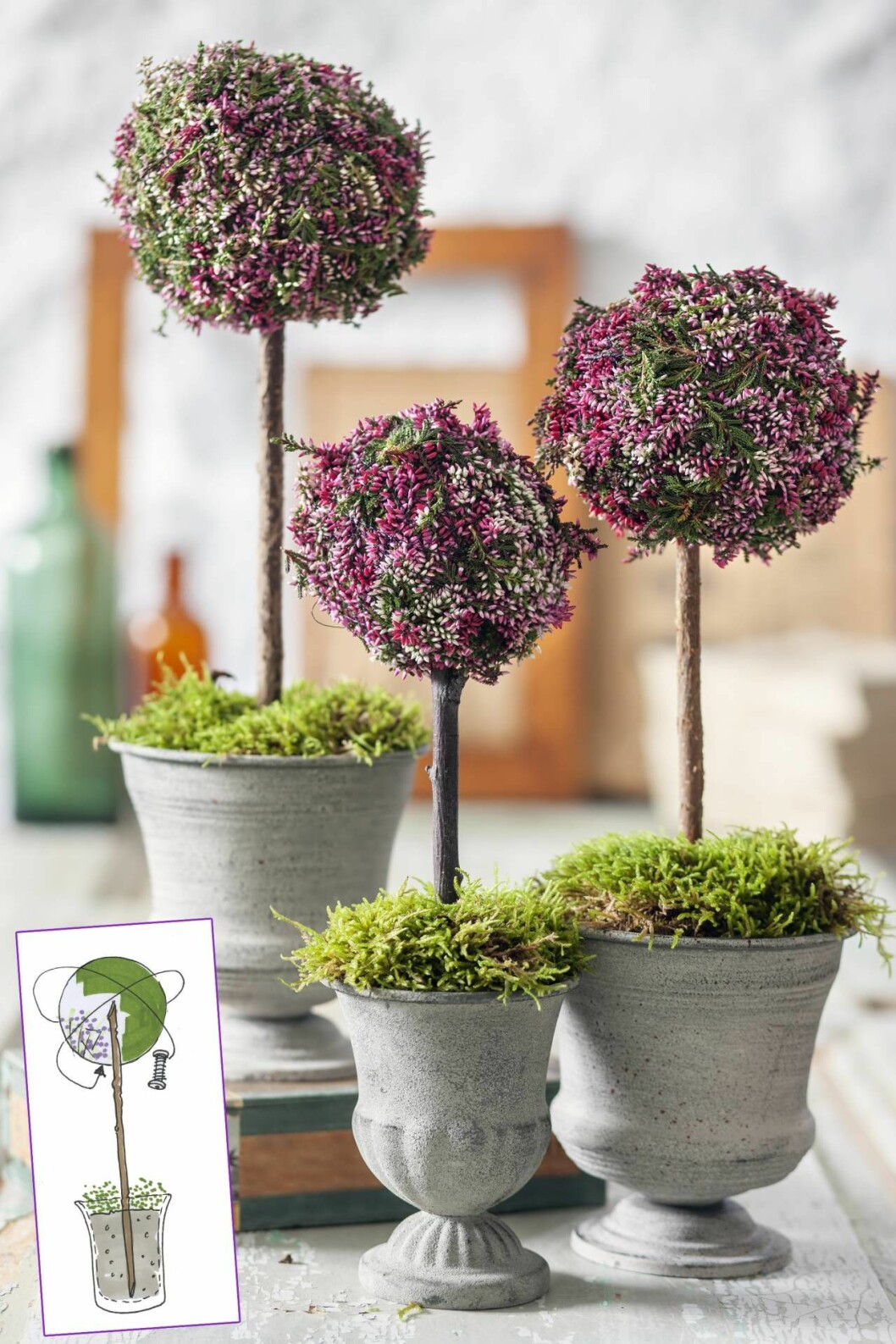 Nästan som allium – ljungbollar i kruka. Foto: Tommy Durath Ljungbollar i kruka