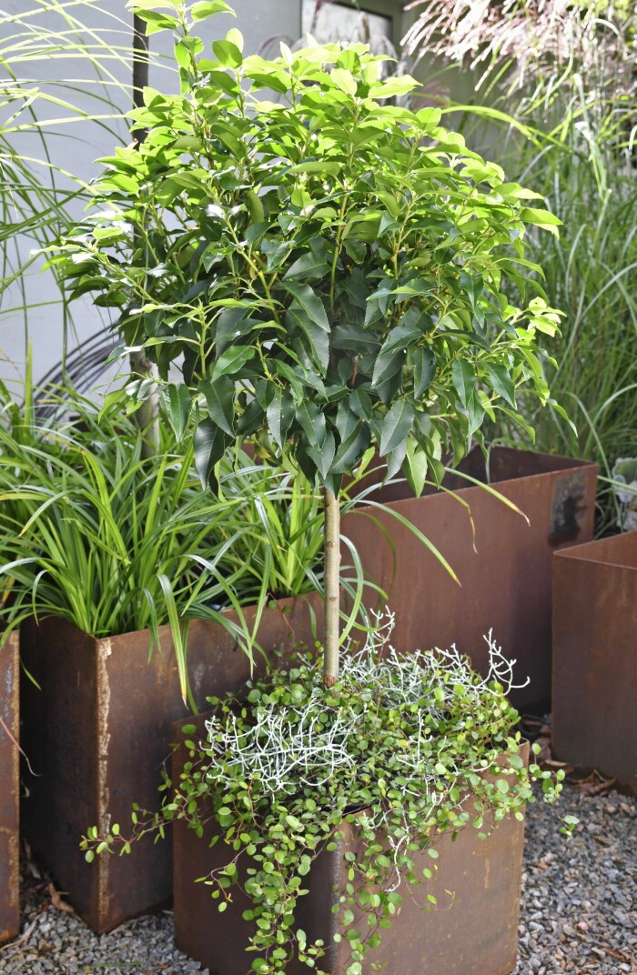 Portugisiska lagerhäggen, <em>Prunus lusitanica,</em> ’Angustifolia’ är ett av många små träd man kan ha i kruka. Det är grönt året om. Portugisiska lagerhäggen, Prunus lusitanica, ’Angustifolia’ är ett av många små träd man kan ha i kruka. Det är grönt året om.