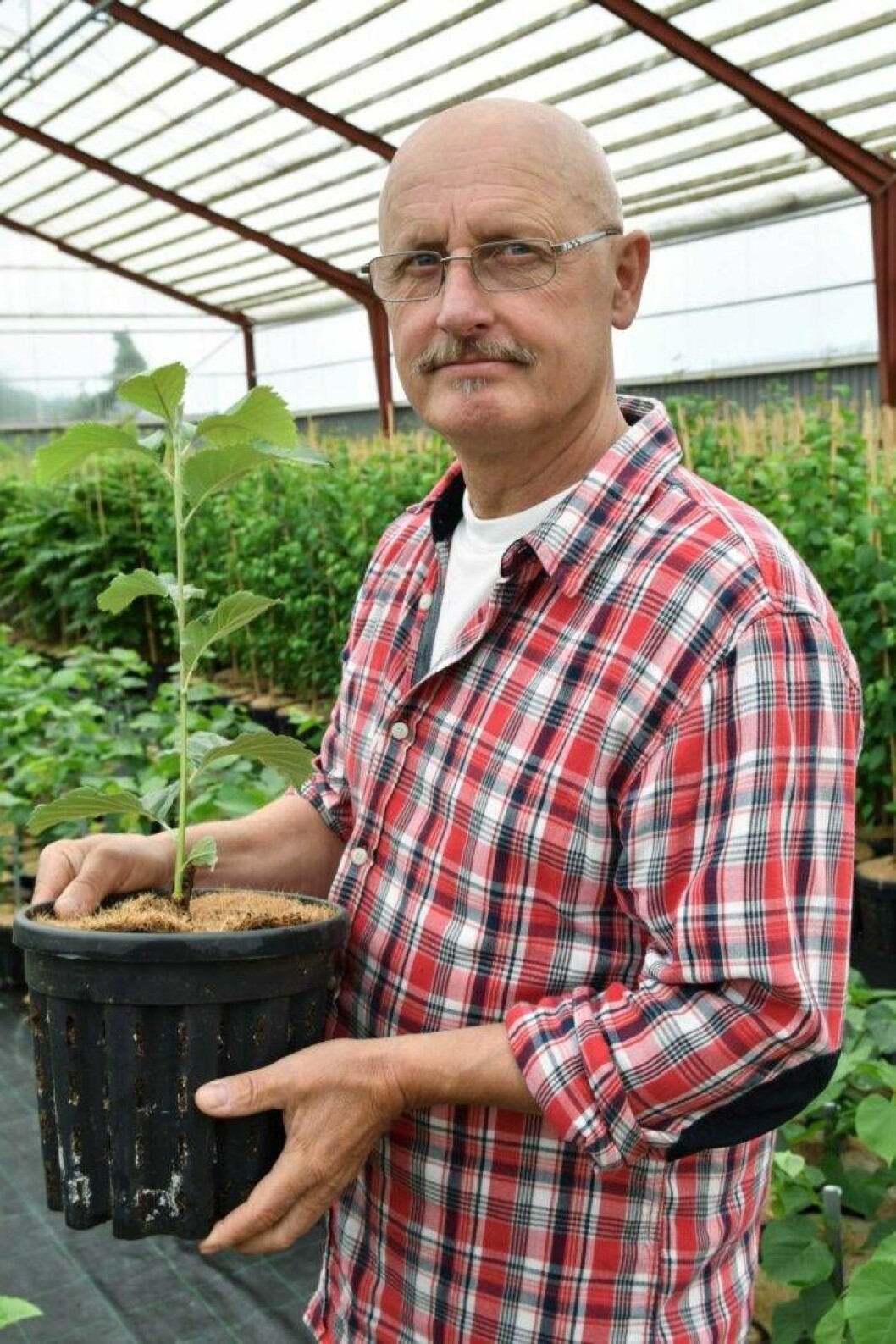 Hasse Söderberg i Tönnersjö Plantskolas barnkammare med en silveroxel, Sorbus Incana E. Ett träd som klarar snö och vind mycket bra. Foto: Anni Jähde Trädexpert Hasse Söderbergs trädtips