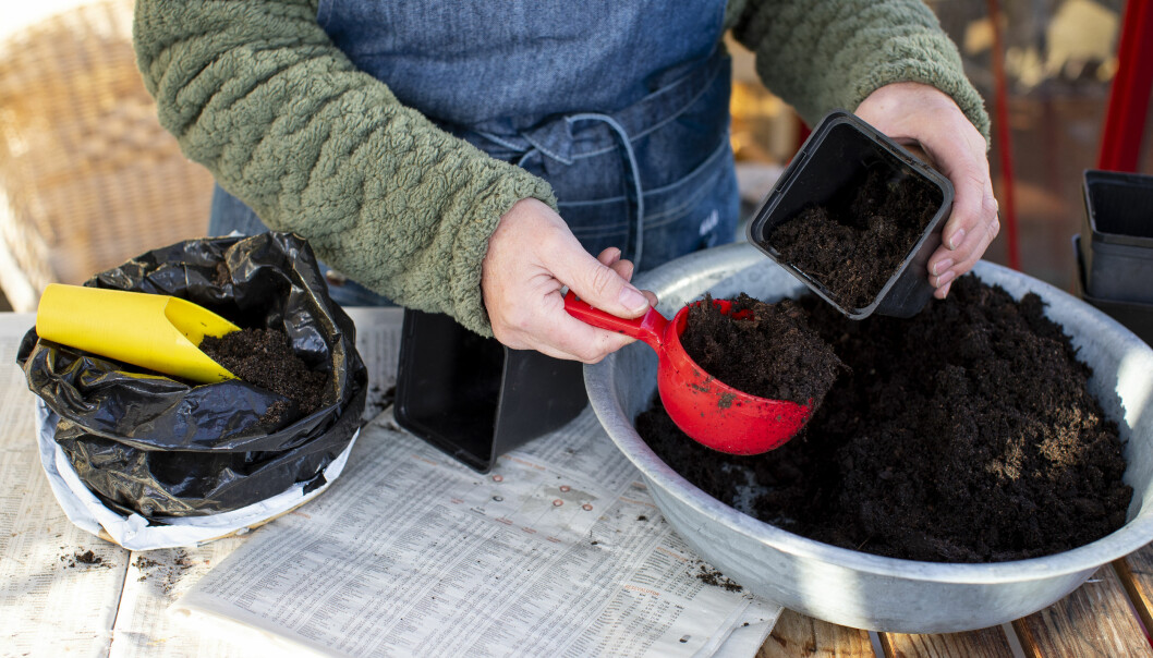 Fyll på med näringsrik planteringsjord till tre fjärdedelar av krukan och toppa med en fjärdedel såjord. Foto: Christina Uhlin Trädgårdsexperten Anni Jähde visar hur du lyckas med att så tomater.