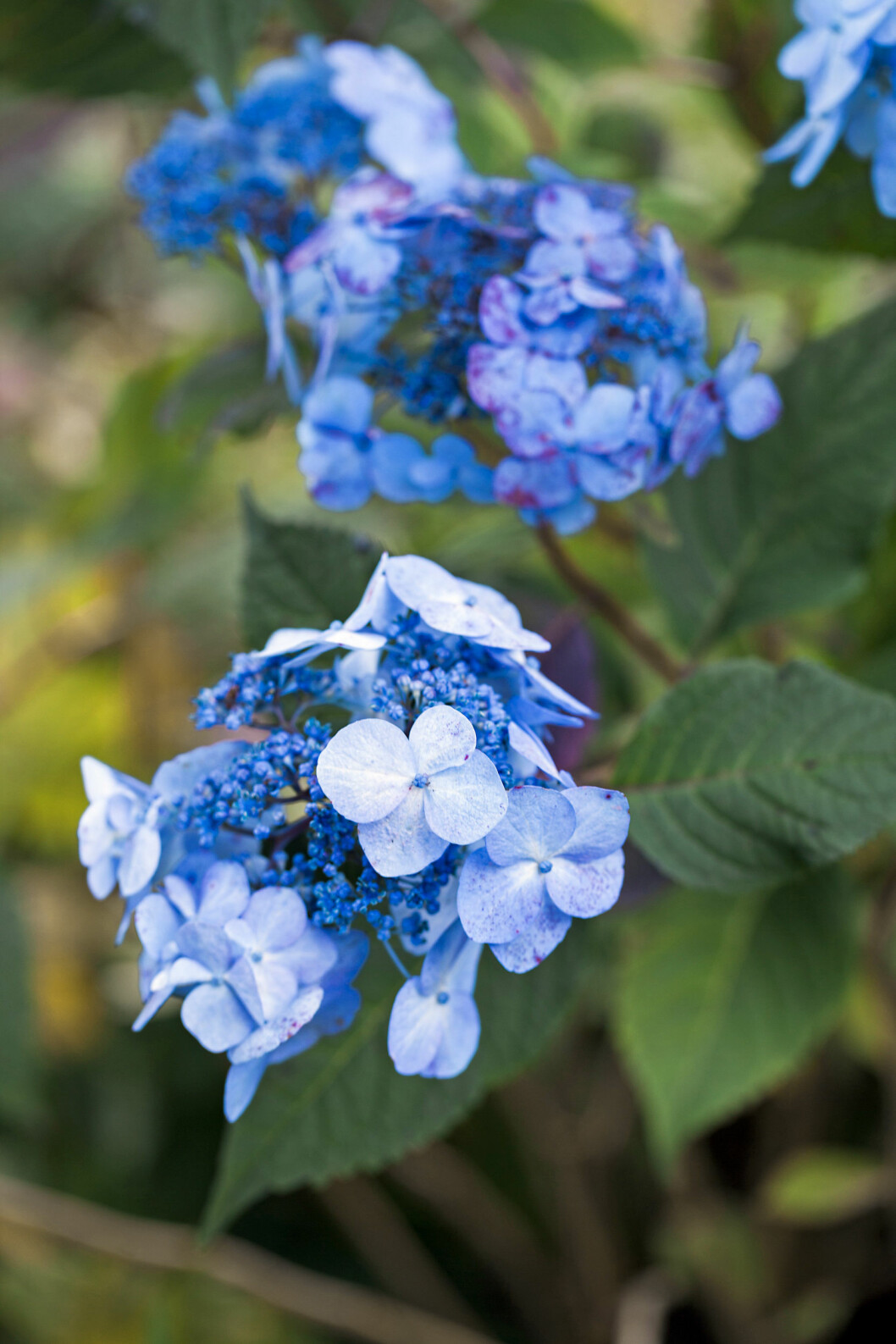 Med sina blå blommor är trädgårdhortensian perfekt för att bryta av de röda och gula färgerna i trädgården på hösten.