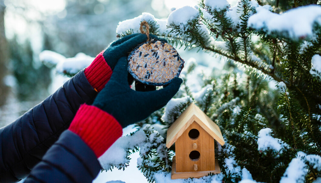 En person hänger upp mat till småfåglarna i ett träd under vintermånaderna.