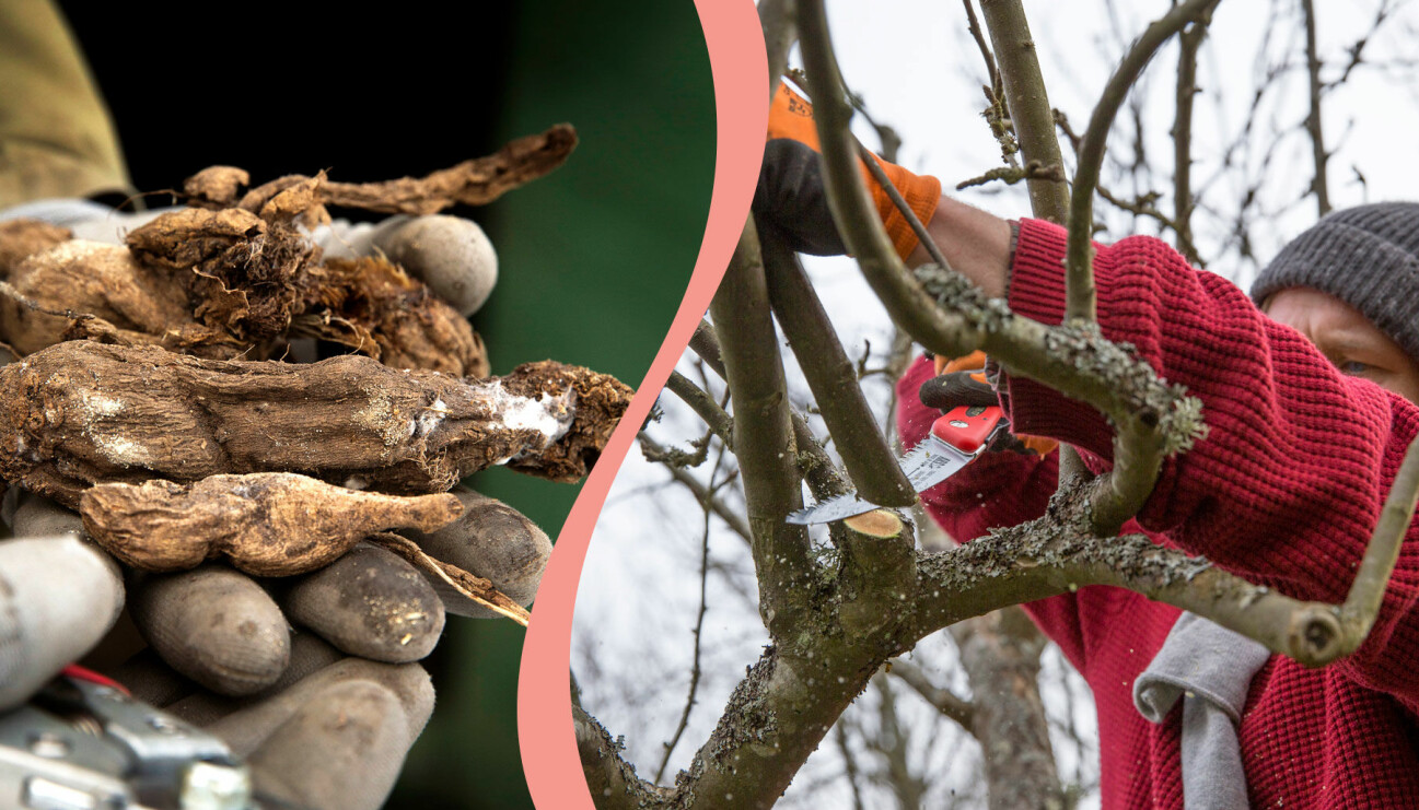 Delad bild. Till vänster: Dahliaknölar som legat i vila över vintern. Till höger: Henrik Hanell beskär ett äppelträd under januari och februari.