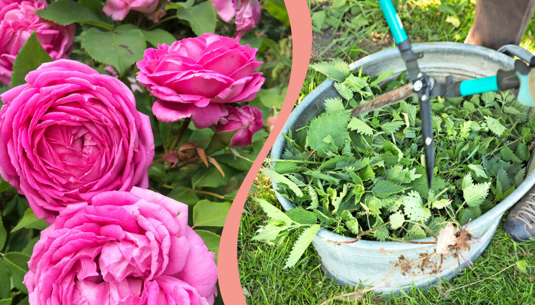 Delad bild. Till vänster: Blommande rosor. Till höger: Nässlor som ska bli näringsvatten i maj och juni.