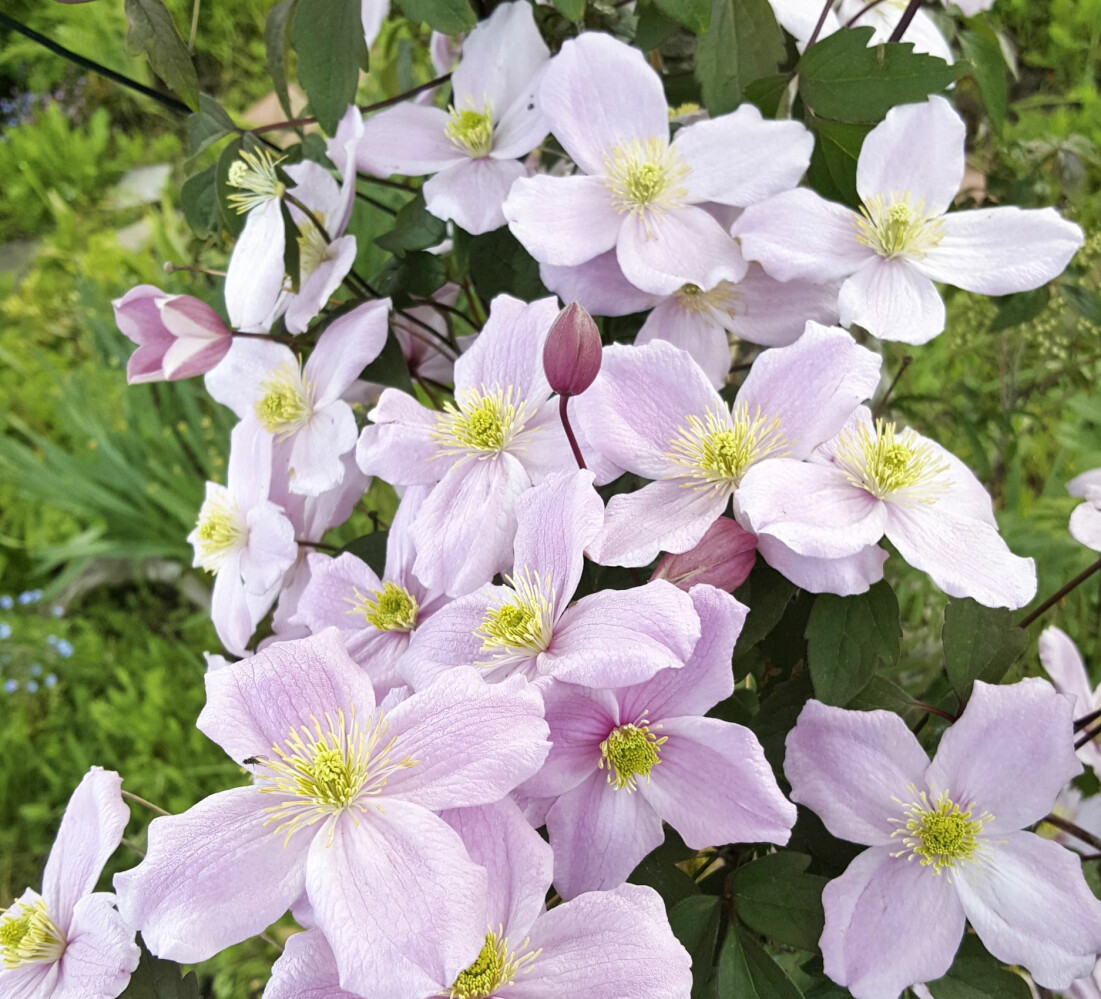 En bergsklematis blommar i ett äppelträd.