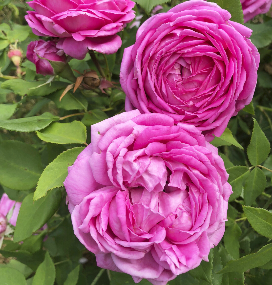 Kulturarvsrosen 'Selma Dahlberg'.