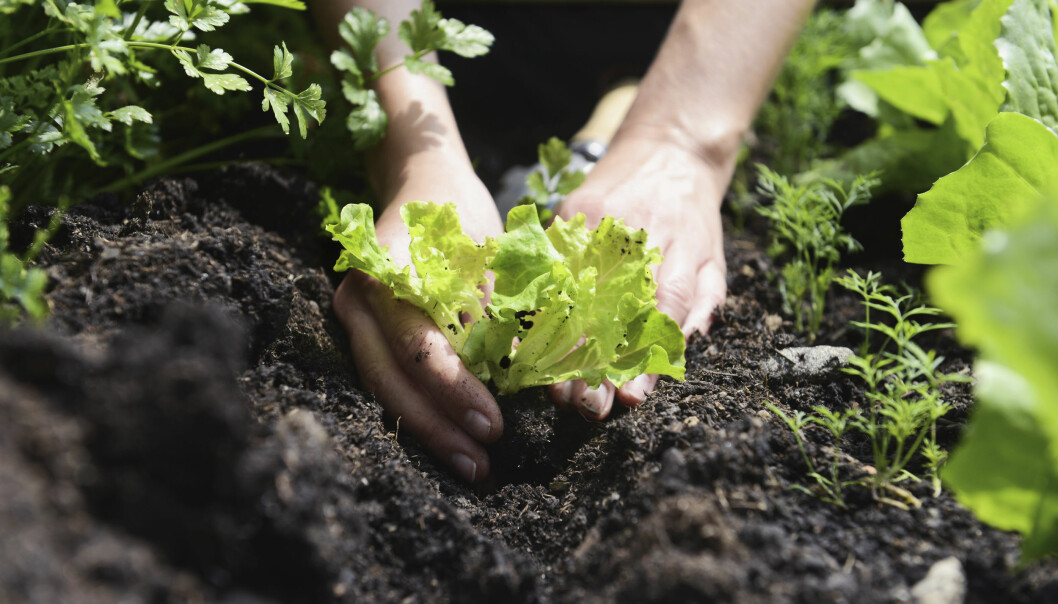 Om du förodlar kan du fylla på med nya plantor hela tiden. En person planterar förodlad sallat i en köksträdgård.