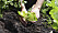 En person planterar förodlad sallat i en köksträdgård.