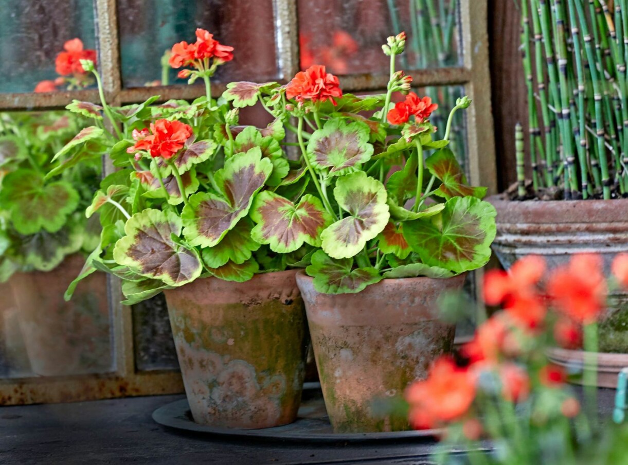 Pelargoner som omskolats inför sommaren i maj-juni.
