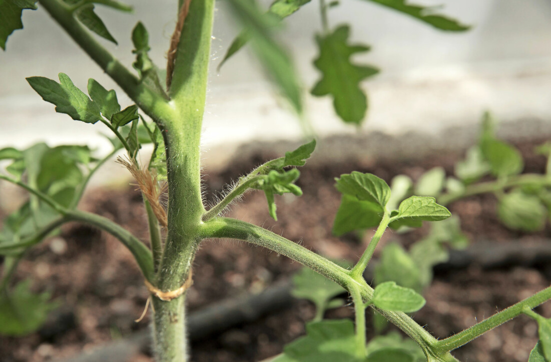 Tomatplantor redo att planteras ut i maj och juni.